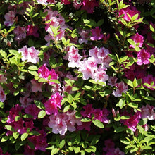 Load image into Gallery viewer, CONVERSATION PIECE~Azalea Rhododendron Starter Plant~STUNNING MULTI COLOR BLOOMS
