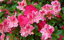 Load image into Gallery viewer, CONVERSATION PIECE~Azalea Rhododendron Starter Plant~STUNNING MULTI COLOR BLOOMS
