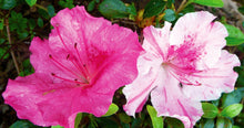 Load image into Gallery viewer, CONVERSATION PIECE~Azalea Rhododendron Starter Plant~STUNNING MULTI COLOR BLOOMS
