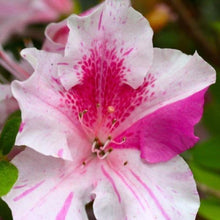 Load image into Gallery viewer, CONVERSATION PIECE~Azalea Rhododendron Starter Plant~STUNNING MULTI COLOR BLOOMS
