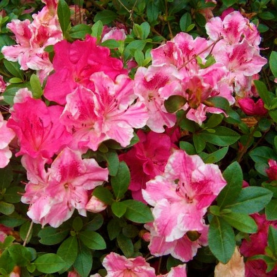 CONVERSATION PIECE~Azalea Rhododendron Starter Plant~STUNNING MULTI COLOR BLOOMS