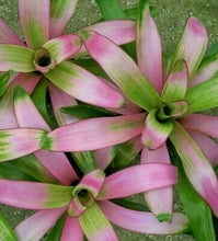 Load image into Gallery viewer, ~~COTTON CANDY~~Neoregelia Bromeliad~~ROOTED STARTER PLANT~~SHIPS BARE ROOTED
