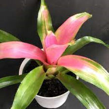 Load image into Gallery viewer, ~~COTTON CANDY~~Neoregelia Bromeliad~~ROOTED STARTER PLANT~~SHIPS BARE ROOTED
