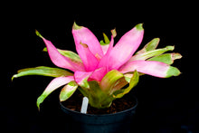 Load image into Gallery viewer, ~~COTTON CANDY~~Neoregelia Bromeliad~~ROOTED STARTER PLANT~~SHIPS BARE ROOTED
