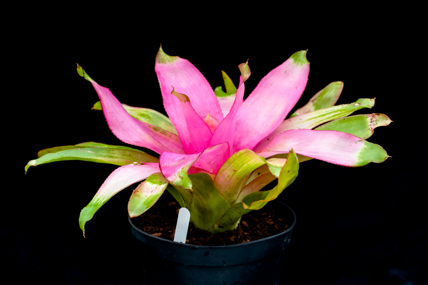 ~~COTTON CANDY~~Neoregelia Bromeliad~~ROOTED STARTER PLANT~~SHIPS BARE ROOTED