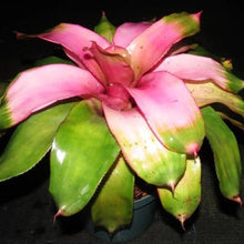 Load image into Gallery viewer, ~~COTTON CANDY~~Neoregelia Bromeliad~~ROOTED STARTER PLANT~~SHIPS BARE ROOTED
