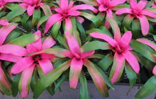 Load image into Gallery viewer, ~~COTTON CANDY~~Neoregelia Bromeliad~~ROOTED STARTER PLANT~~SHIPS BARE ROOTED
