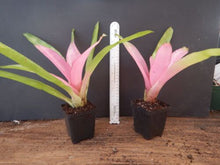 Load image into Gallery viewer, ~~COTTON CANDY~~Neoregelia Bromeliad~~ROOTED STARTER PLANT~~SHIPS BARE ROOTED
