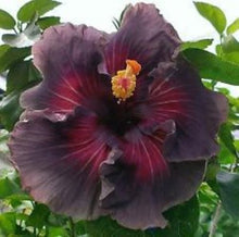 Load image into Gallery viewer, ***DELTA DAWN*** Rooted Exotic Tropical Hibiscus Plant***AKA Fancy Hibiscus
