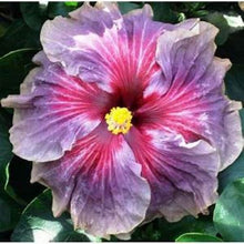 Load image into Gallery viewer, ***DELTA DAWN*** Rooted Exotic Tropical Hibiscus Plant***AKA Fancy Hibiscus
