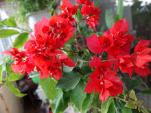 Load image into Gallery viewer, **DOUBLE RED**Live Bougainvillea Well Rooted Starter Plant
