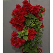 Load image into Gallery viewer, **DOUBLE RED**Live Bougainvillea Well Rooted Starter Plant
