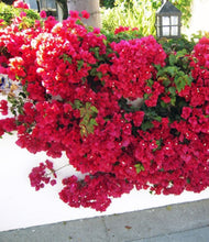 Load image into Gallery viewer, **DOUBLE RED**Live Bougainvillea Well Rooted Starter Plant
