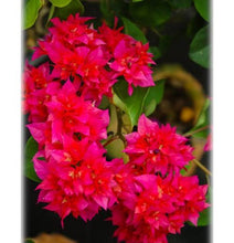 Load image into Gallery viewer, **DOUBLE RED**Live Bougainvillea Well Rooted Starter Plant
