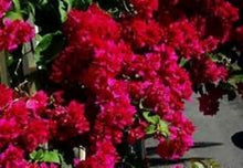 Load image into Gallery viewer, **DOUBLE RED**Live Bougainvillea Well Rooted Starter Plant
