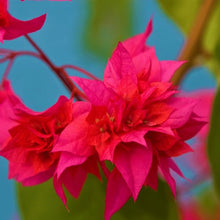 Load image into Gallery viewer, **DOUBLE RED**Live Bougainvillea Well Rooted Starter Plant
