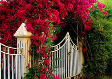 Load image into Gallery viewer, **DOUBLE RED**Live Bougainvillea Well Rooted Starter Plant
