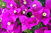 Load image into Gallery viewer, **ELIZABETH ANGUS**Live Bougainvillea Well Rooted Starter Plant
