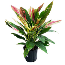 Load image into Gallery viewer, **EXOTICA** Cordyline Terminalis Hawaiian Ti Plant**AKA Good Luck Plants
