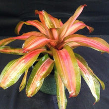 Load image into Gallery viewer, ~~FANCY~~Neoregelia Bromeliad~~ROOTED STARTER PLANT~~SHIPS BARE ROOTED
