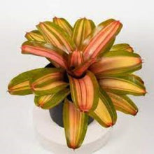 Load image into Gallery viewer, ~~FANCY~~Neoregelia Bromeliad~~ROOTED STARTER PLANT~~SHIPS BARE ROOTED
