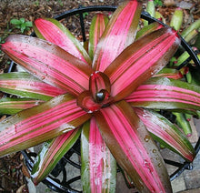 Load image into Gallery viewer, ~~FANCY~~Neoregelia Bromeliad~~ROOTED STARTER PLANT~~SHIPS BARE ROOTED
