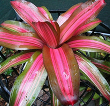 Load image into Gallery viewer, ~~FANCY~~Neoregelia Bromeliad~~ROOTED STARTER PLANT~~SHIPS BARE ROOTED
