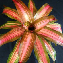 Load image into Gallery viewer, ~~FANCY~~Neoregelia Bromeliad~~ROOTED STARTER PLANT~~SHIPS BARE ROOTED
