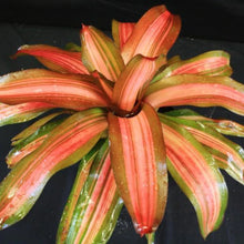 Load image into Gallery viewer, ~~FANCY~~Neoregelia Bromeliad~~ROOTED STARTER PLANT~~SHIPS BARE ROOTED
