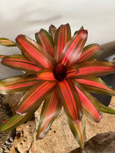 Load image into Gallery viewer, ~~FANCY~~Neoregelia Bromeliad~~ROOTED STARTER PLANT~~SHIPS BARE ROOTED
