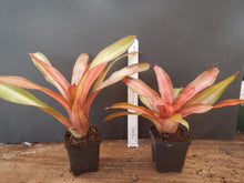 Load image into Gallery viewer, ~~FANCY~~Neoregelia Bromeliad~~ROOTED STARTER PLANT~~SHIPS BARE ROOTED
