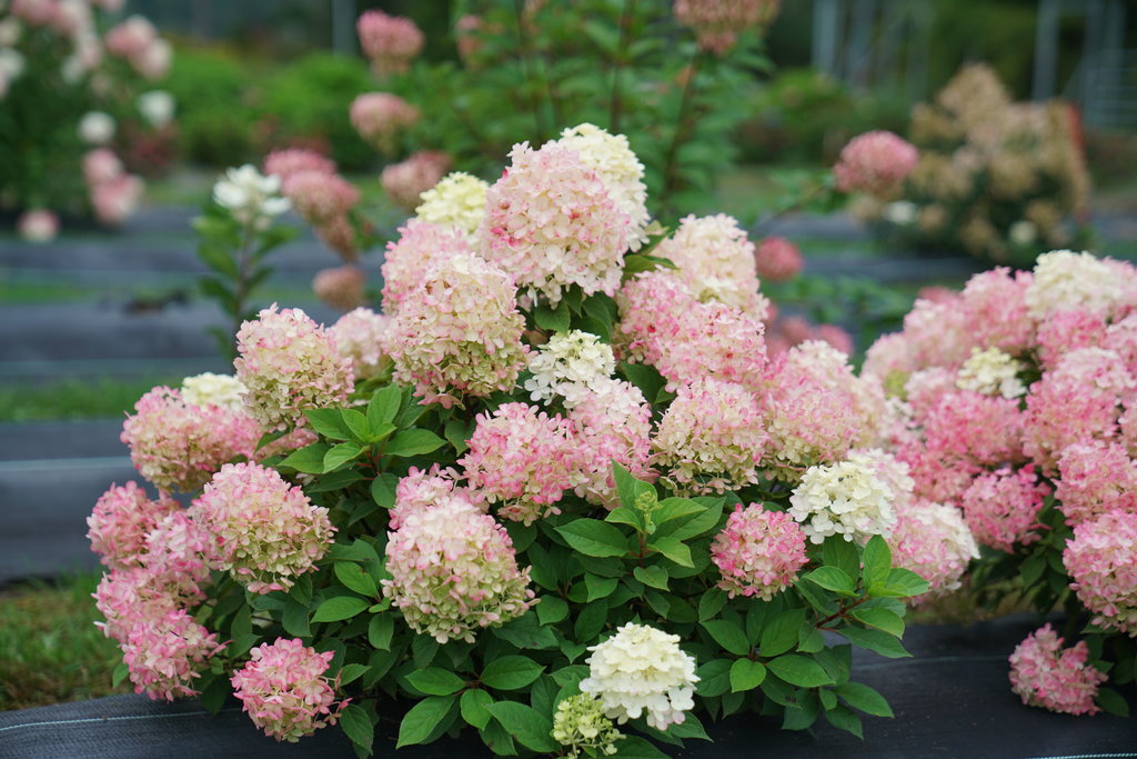 FIRE LIGHT TIDBIT~~Hydrangea Starter Plant~Blooms from Snow White to Mauve Pink