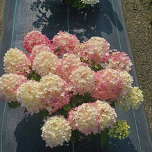 Load image into Gallery viewer, FIRE LIGHT TIDBIT~~Hydrangea Starter Plant~Blooms from Snow White to Mauve Pink
