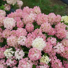 Load image into Gallery viewer, FIRE LIGHT TIDBIT~~Hydrangea Starter Plant~Blooms from Snow White to Mauve Pink
