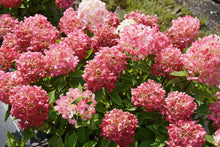 Load image into Gallery viewer, FIRE LIGHT TIDBIT~~Hydrangea Starter Plant~Blooms from Snow White to Mauve Pink
