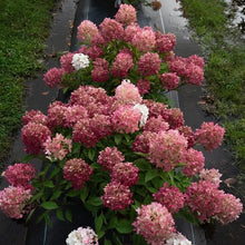 Load image into Gallery viewer, FIRE LIGHT TIDBIT~~Hydrangea Starter Plant~Blooms from Snow White to Mauve Pink
