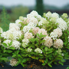 Load image into Gallery viewer, FIRE LIGHT TIDBIT~~Hydrangea Starter Plant~Blooms from Snow White to Mauve Pink
