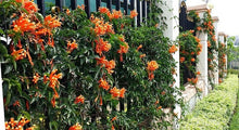 Load image into Gallery viewer, **FLORIDA FLAME VINE**Pyrostegia Venusta**Well Rooted Plant**ATTRACTS HUMMINGBIRDS &amp; BUTTERFLIES
