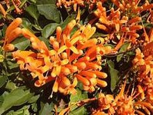 Load image into Gallery viewer, **FLORIDA FLAME VINE**Pyrostegia Venusta**Well Rooted Plant**ATTRACTS HUMMINGBIRDS &amp; BUTTERFLIES
