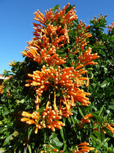 Load image into Gallery viewer, **FLORIDA FLAME VINE**Pyrostegia Venusta**Well Rooted Plant**ATTRACTS HUMMINGBIRDS &amp; BUTTERFLIES
