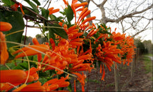 Load image into Gallery viewer, **FLORIDA FLAME VINE**Pyrostegia Venusta**Well Rooted Plant**ATTRACTS HUMMINGBIRDS &amp; BUTTERFLIES
