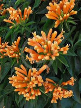 Load image into Gallery viewer, **FLORIDA FLAME VINE**Pyrostegia Venusta**Well Rooted Plant**ATTRACTS HUMMINGBIRDS &amp; BUTTERFLIES
