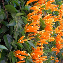 Load image into Gallery viewer, **FLORIDA FLAME VINE**Pyrostegia Venusta**Well Rooted Plant**ATTRACTS HUMMINGBIRDS &amp; BUTTERFLIES
