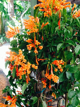 Load image into Gallery viewer, **FLORIDA FLAME VINE**Pyrostegia Venusta**Well Rooted Plant**ATTRACTS HUMMINGBIRDS &amp; BUTTERFLIES
