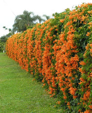 Load image into Gallery viewer, **FLORIDA FLAME VINE**Pyrostegia Venusta**Well Rooted Plant**ATTRACTS HUMMINGBIRDS &amp; BUTTERFLIES
