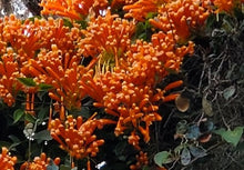 Load image into Gallery viewer, **FLORIDA FLAME VINE**Pyrostegia Venusta**Well Rooted Plant**ATTRACTS HUMMINGBIRDS &amp; BUTTERFLIES
