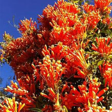 Load image into Gallery viewer, **FLORIDA FLAME VINE**Pyrostegia Venusta**Well Rooted Plant**ATTRACTS HUMMINGBIRDS &amp; BUTTERFLIES
