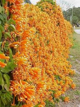 Load image into Gallery viewer, **FLORIDA FLAME VINE**Pyrostegia Venusta**Well Rooted Plant**ATTRACTS HUMMINGBIRDS &amp; BUTTERFLIES
