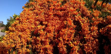 Load image into Gallery viewer, **FLORIDA FLAME VINE**Pyrostegia Venusta**Well Rooted Plant**ATTRACTS HUMMINGBIRDS &amp; BUTTERFLIES
