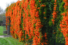 Load image into Gallery viewer, **FLORIDA FLAME VINE**Pyrostegia Venusta**Well Rooted Plant**ATTRACTS HUMMINGBIRDS &amp; BUTTERFLIES
